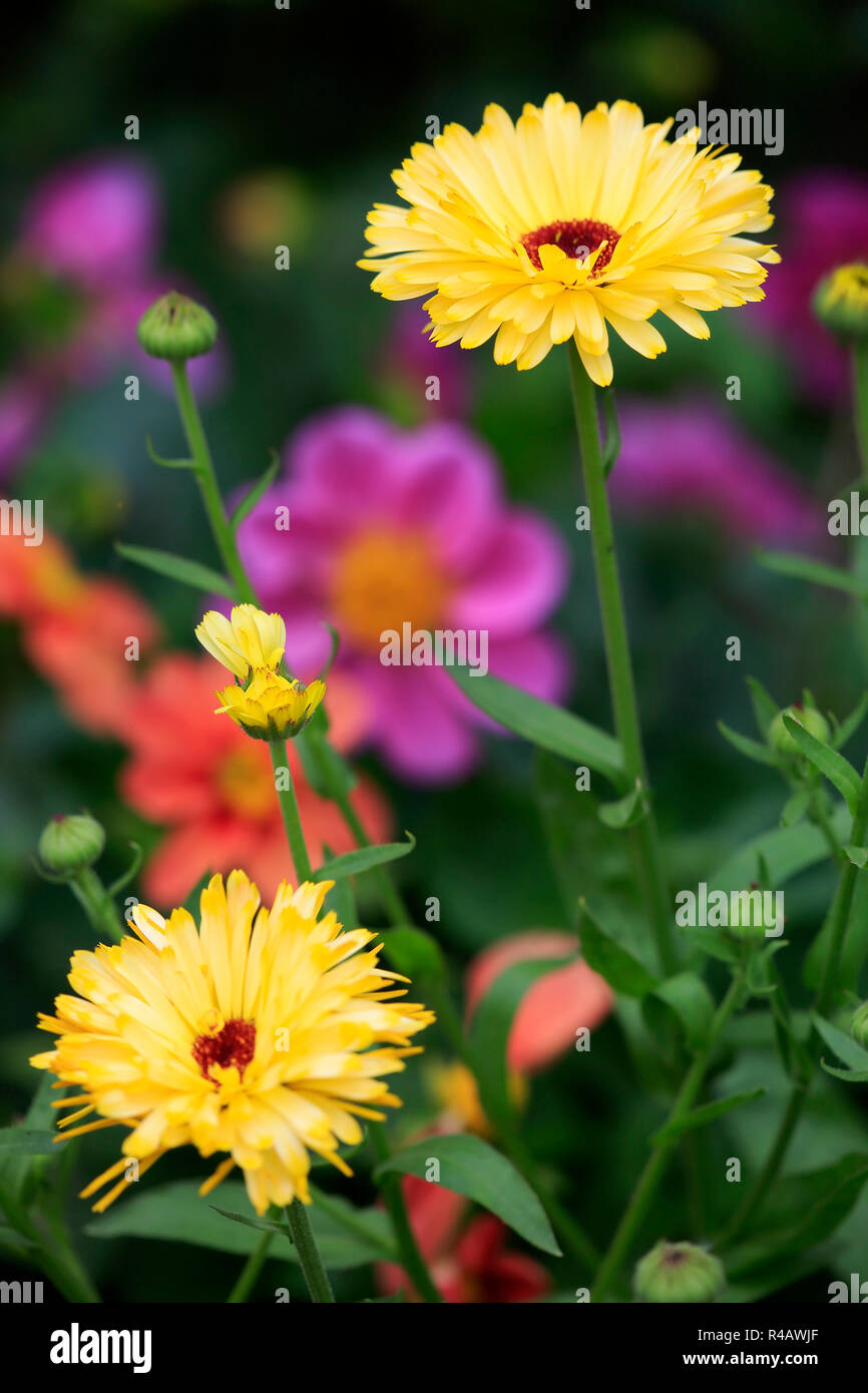 Calendula, Germania, Europa (Calendula officinalis) Foto Stock