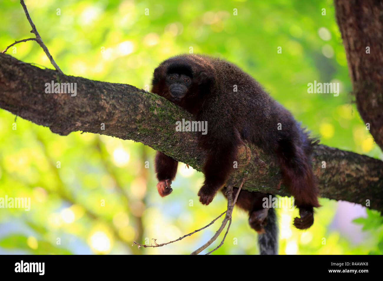 Rosso scimmia Titi, adulto, Sud America (Callicebus cupreus) Foto Stock