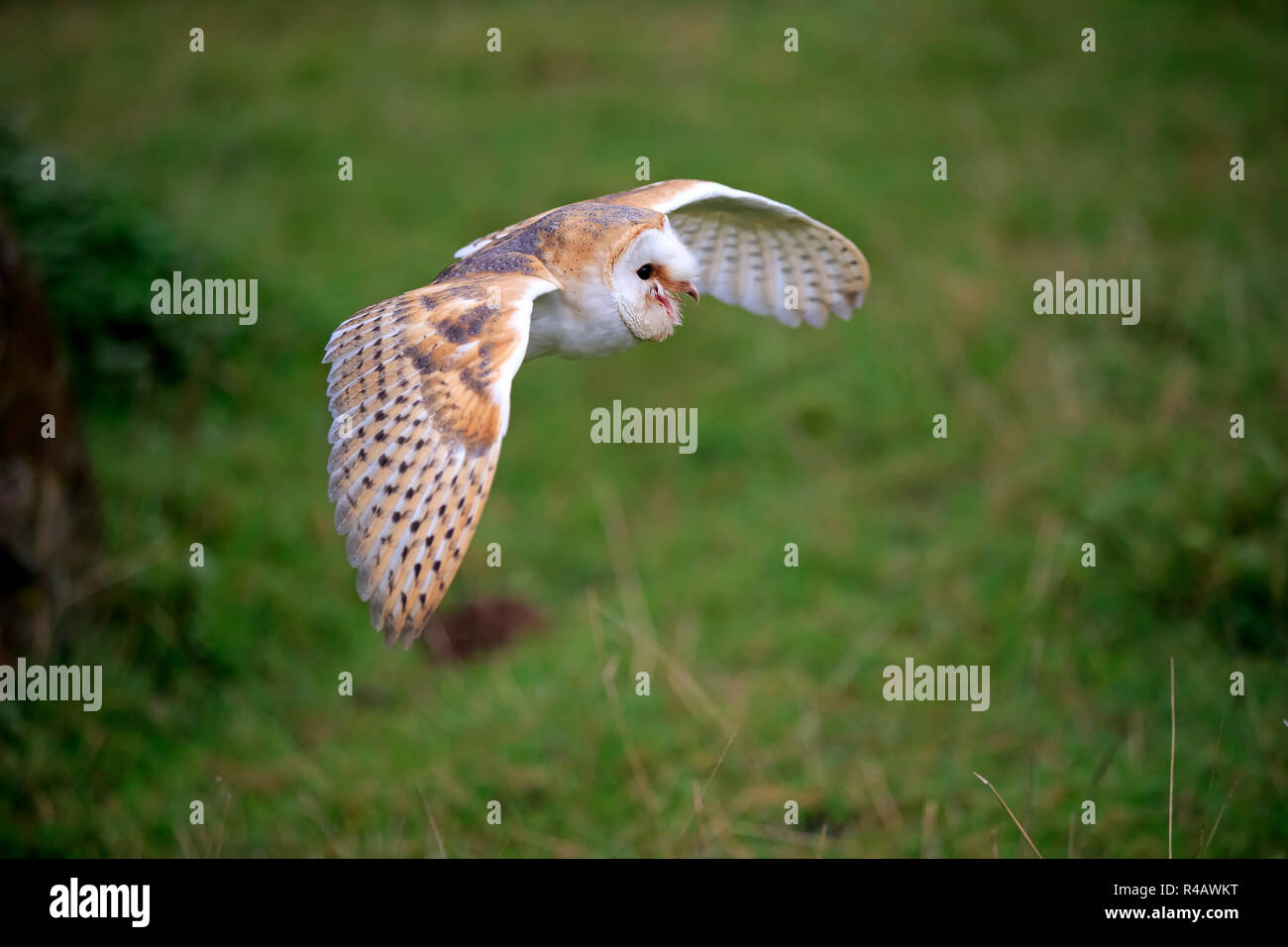 Il barbagianni, adulto, Kasselburg, Eifel, Germania, Europa (Tyto alba) Foto Stock