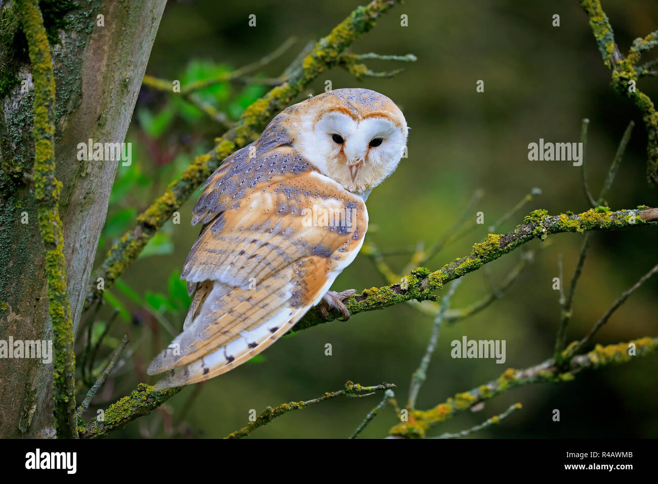Il barbagianni, adulto, Kasselburg, Eifel, Germania, Europa (Tyto alba) Foto Stock