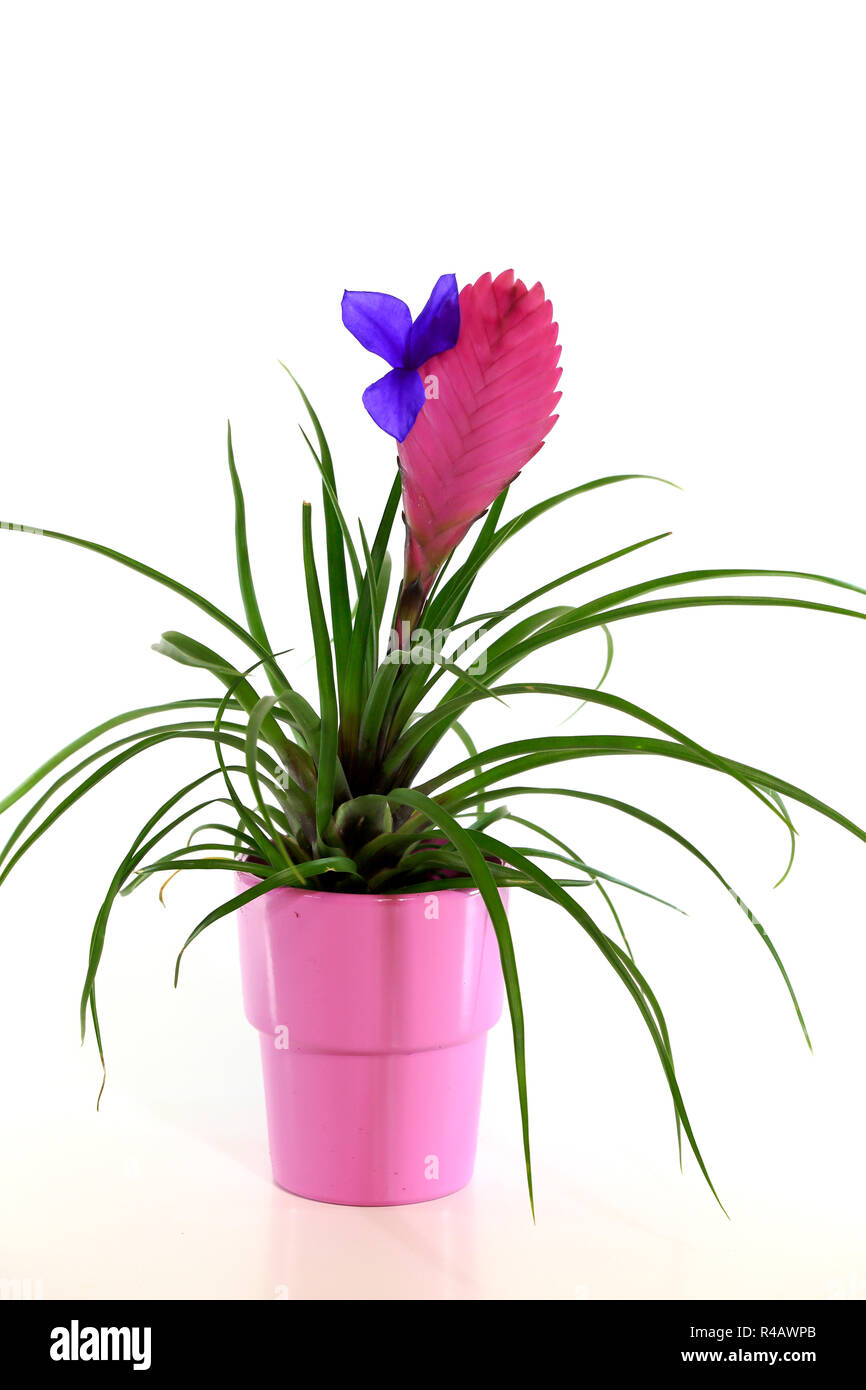 Tillandsia, Germania, Europa (Tillandsia cyanea) Foto Stock