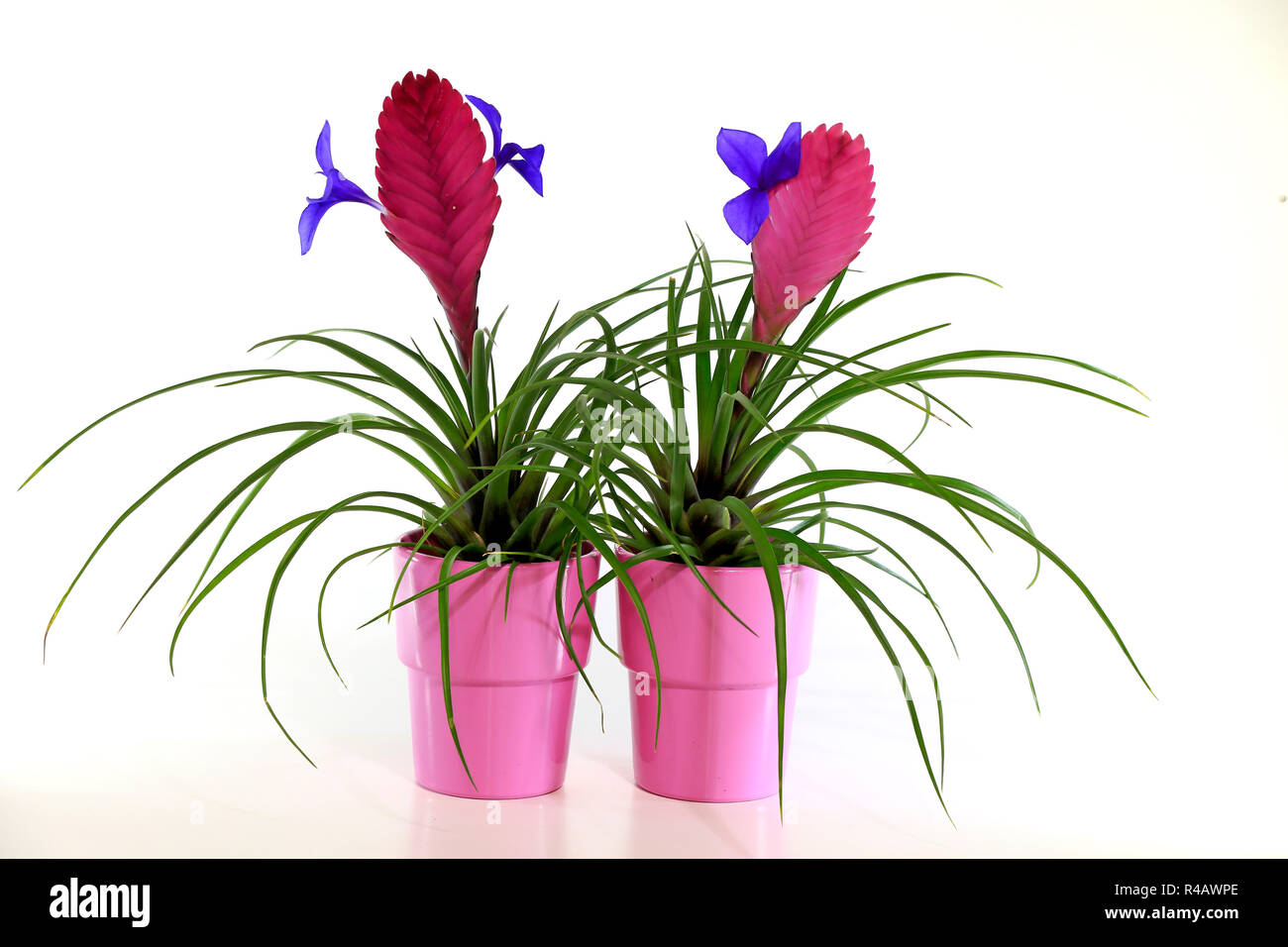Tillandsia, Germania, Europa (Tillandsia cyanea) Foto Stock