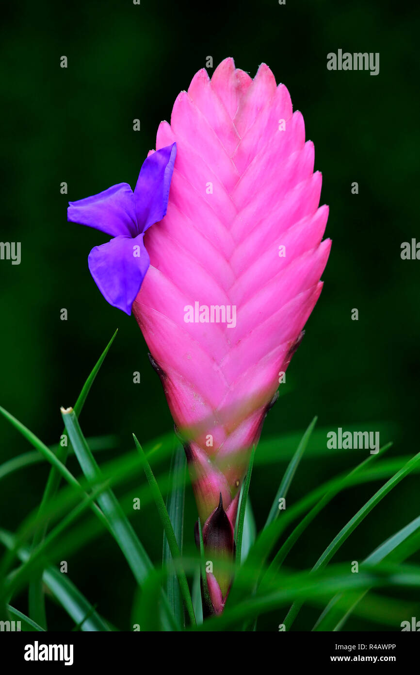Tillandsia, Germania, Europa (Tillandsia cyanea) Foto Stock