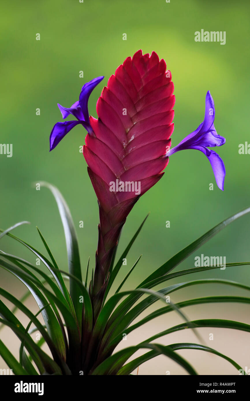 Tillandsia, Germania, Europa (Tillandsia cyanea) Foto Stock
