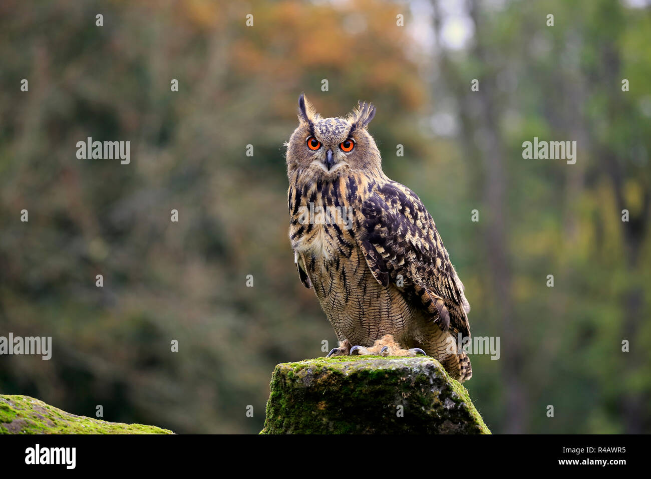 Il gufo reale, adulto, Kasselburg, Eifel, Germania, Europa (Bubo bubo) Foto Stock