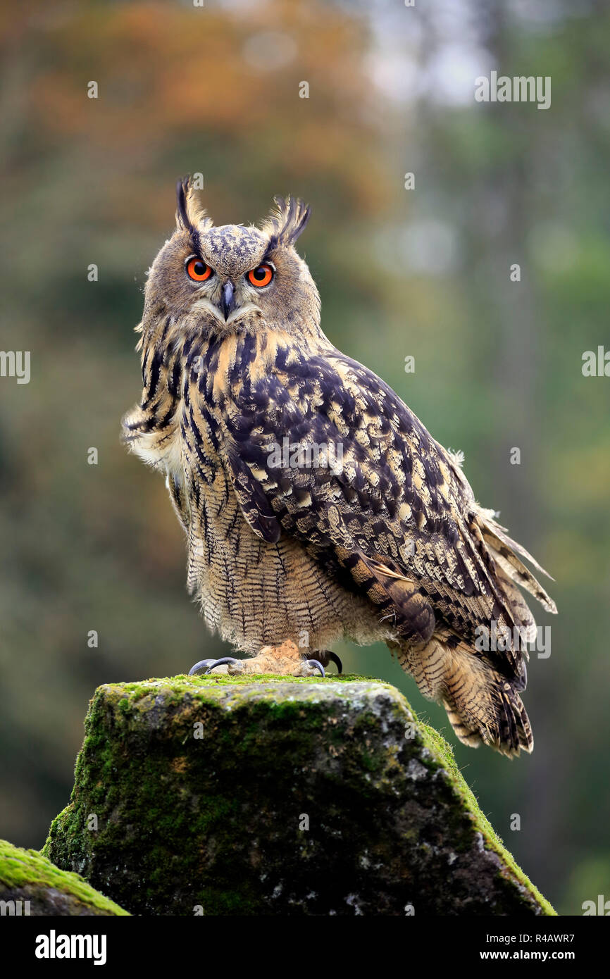 Il gufo reale, adulto, Kasselburg, Eifel, Germania, Europa (Bubo bubo) Foto Stock