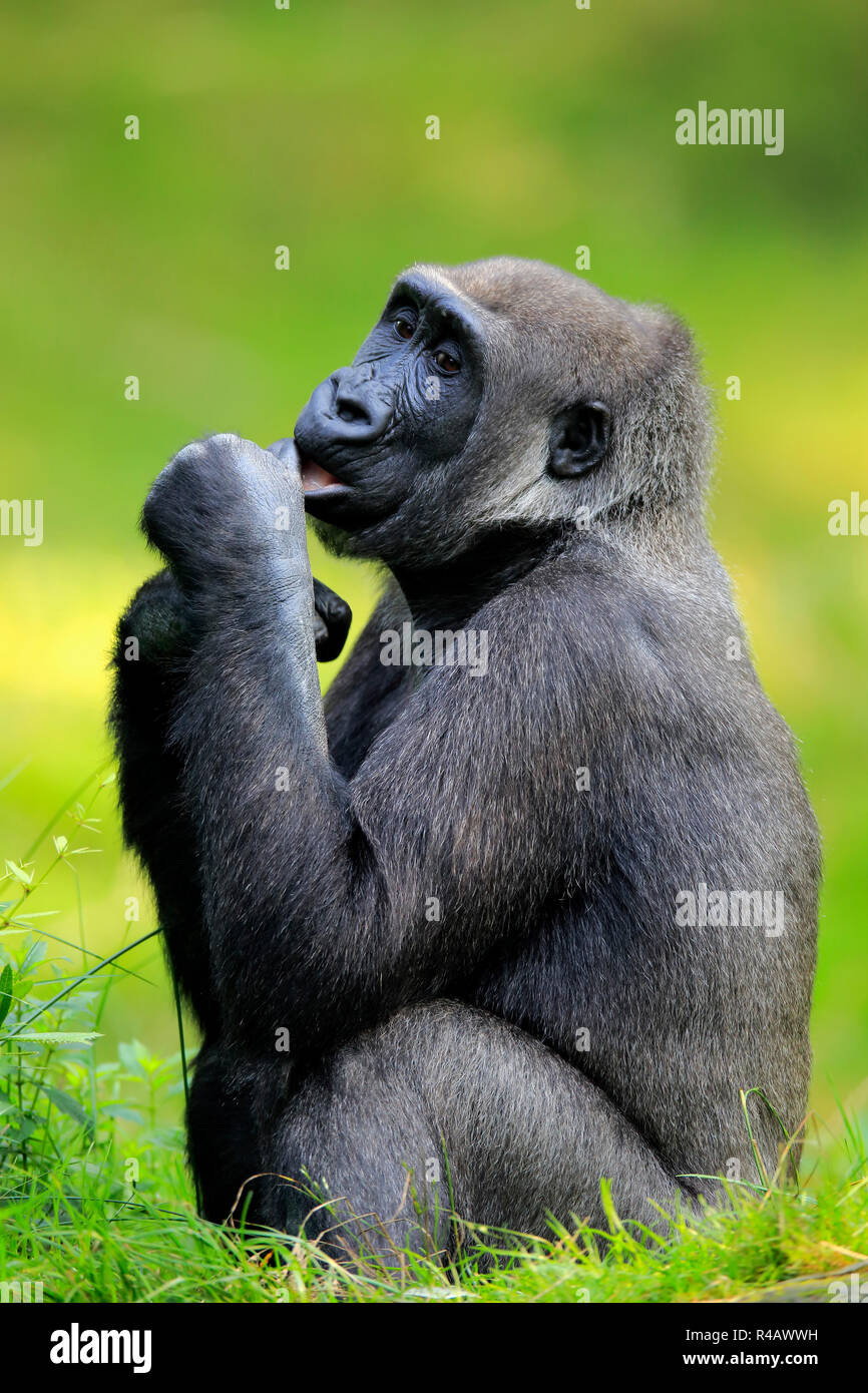 Western pianura gorilla, femmina, Africa (Gorilla gorilla gorilla) Foto Stock
