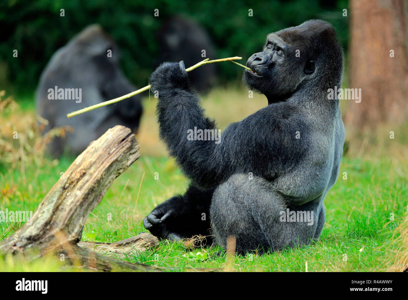 Western pianura gorilla maschio adulto, Africa (Gorilla gorilla gorilla) Foto Stock