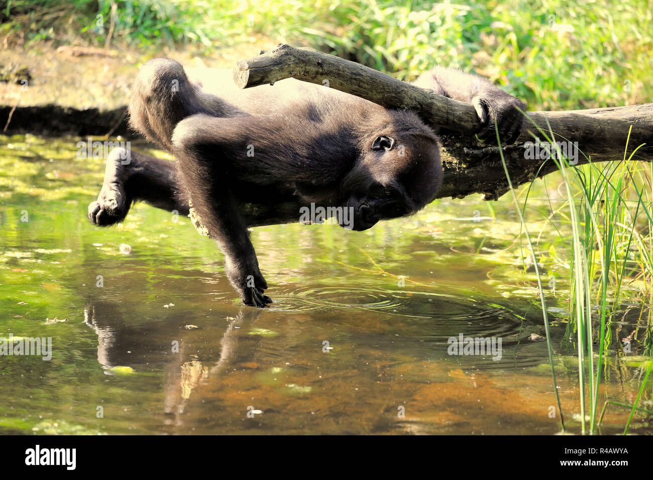 Western pianura gorilla adulto ad acqua potabile, Africa, (Gorilla gorilla gorilla) Foto Stock
