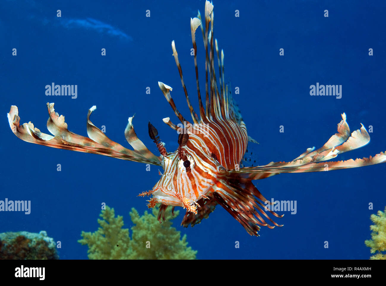 Leone, Mar Rosso, (Pterois miglia) Foto Stock