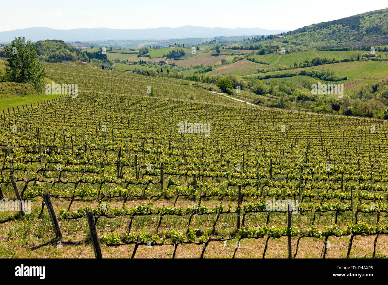 Vigneto, Chianti, Toscana, Italia, Europa (Vitis vinifera) Foto Stock