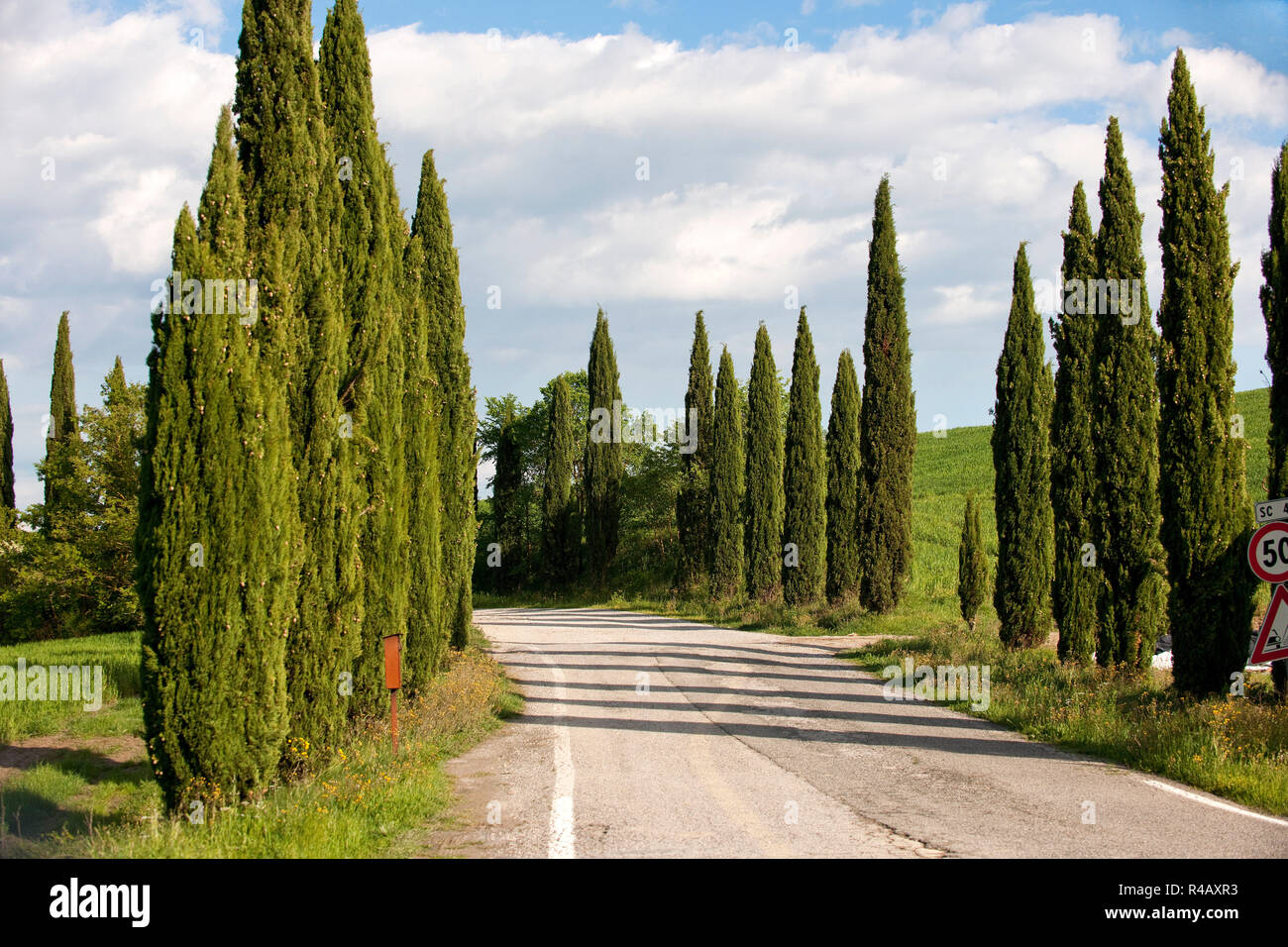 Strada di campagna, cipressi, Toscana, Italia, Europa (Cupressus sempervirens) Foto Stock
