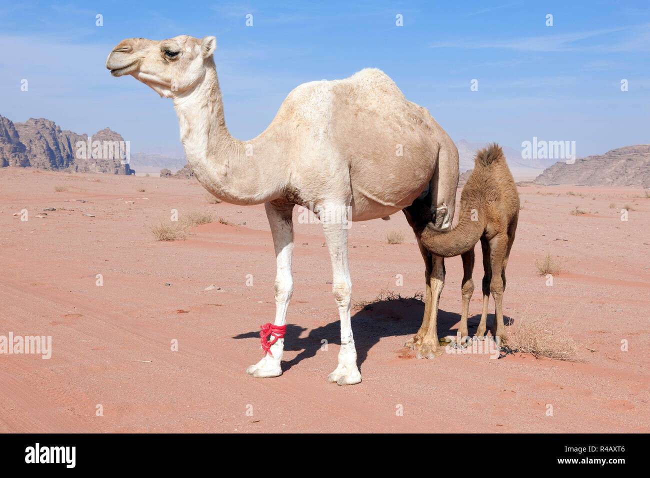 Dromdary con giovani, Wadi Rum, Aqaba Giordania, Asia (Camelus dromedarius) Foto Stock