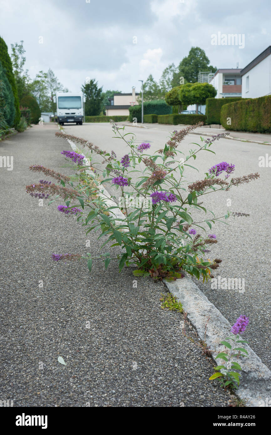 Estate lilla, Hohenlohe, schwaebisch hall, Baden-Wuerttemberg, Germania, Heilbronn-Franconia, (Buddleja) Foto Stock