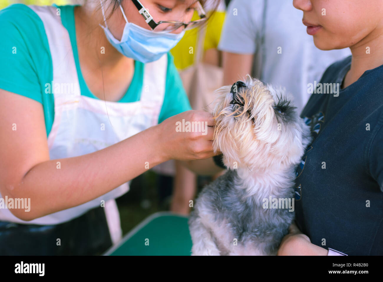 Un terrier cane è avente un servizio di toelettatura. Foto Stock