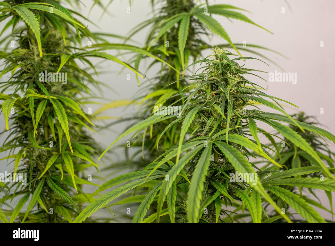 Pura medical cannabis sativa isolato Foto Stock