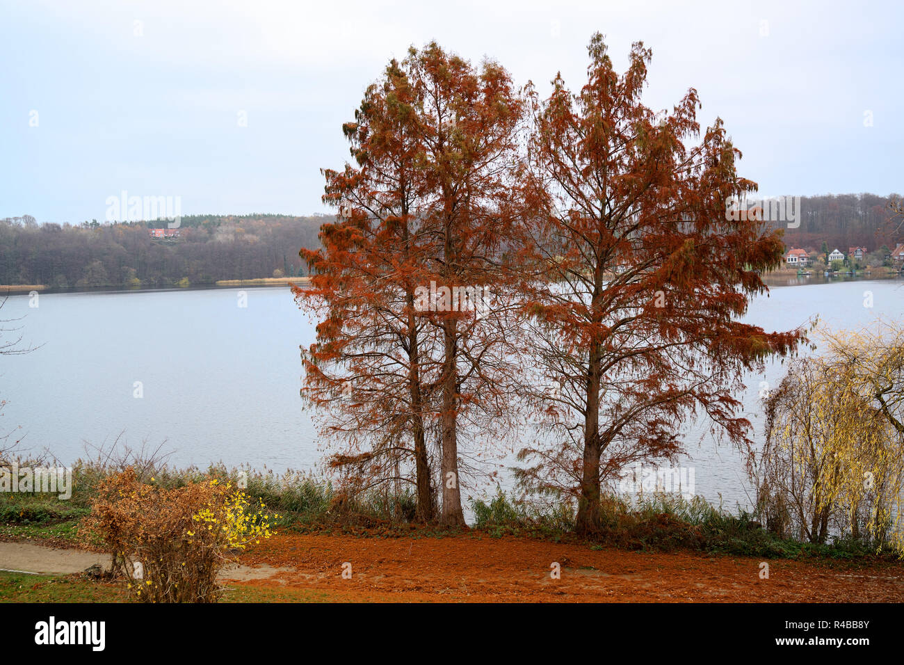 Alberi di larice (Larix) presso un lago getting rosso arancio aghi in autunno e inizio inverno, copia dello spazio, messa a fuoco selezionata Foto Stock