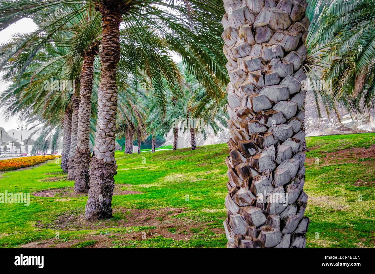 Il campo Data di palme lungo la strada. Colpo da Muscat Oman. Foto Stock