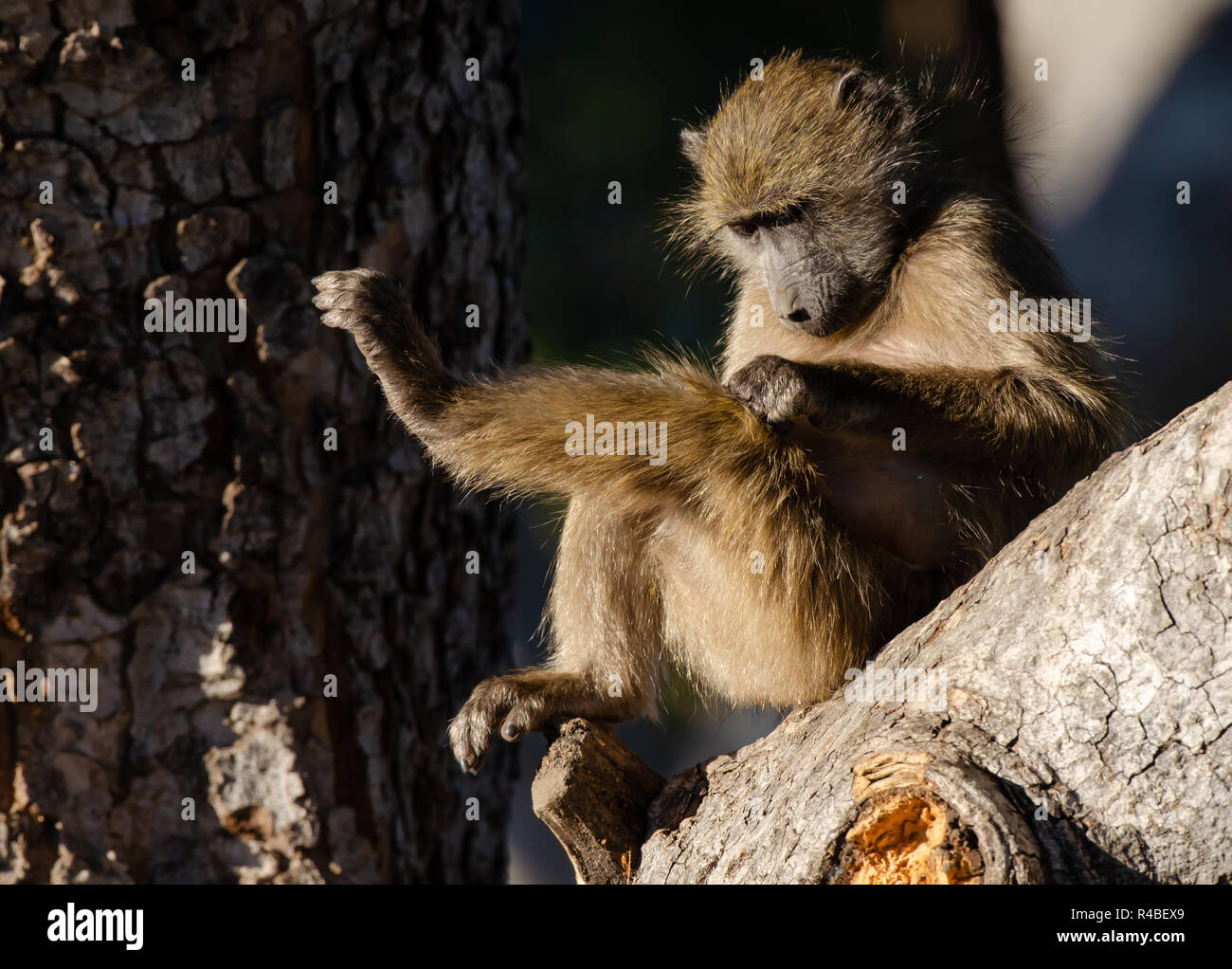 Un babbuino Chacma reclinabile mentre toelettatura stesso in la mattina di sole nel Parco Nazionale di Kruger, Sud Africa. Foto Stock