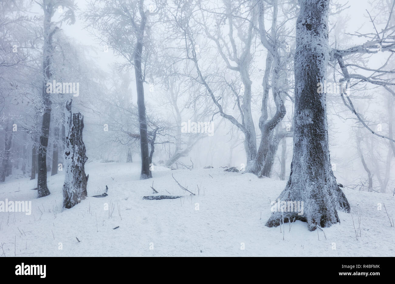 Foresta in inverno con nebbia e neve paesaggio Foto Stock