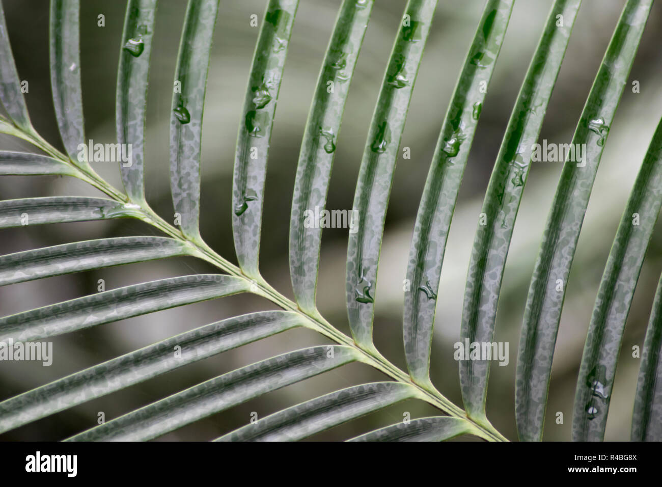 Closeup colpo di foglie di palma Foto Stock