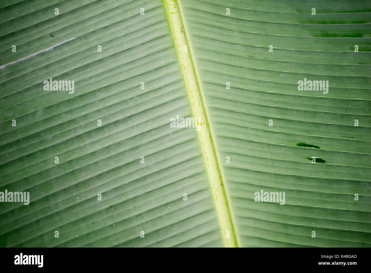 Riprese ravvicinate di fresche foglie di banana Foto Stock