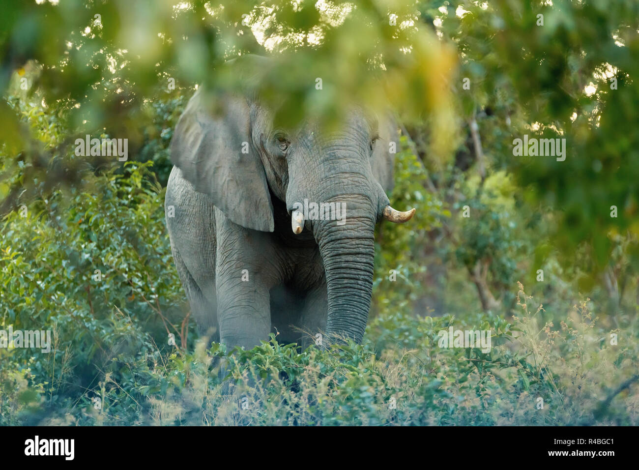 Elefante africano Loxodonta nella foresta Bwabwata, Caprivi strip game park, Namibia, Africa safari della fauna selvatica e il deserto Foto Stock