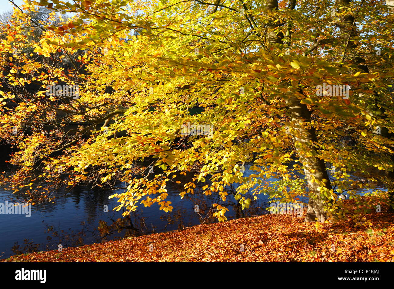 Scolorito alberi in thePark Wallanlagen in autunno, Brema, Germania, Europa mi Verfärbte Bäume in den Wallanlagen im Herbst , Bremen, Deutschland, Europ Foto Stock