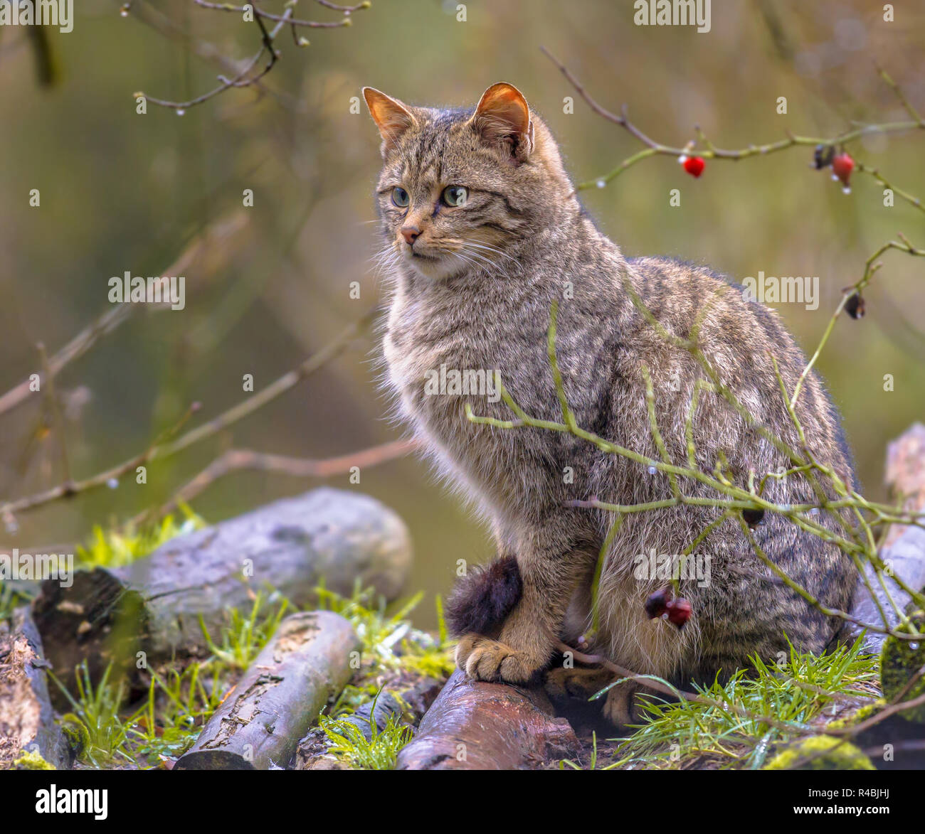 Unione gatto selvatico (Felis silvestris) osservando qualcosa di interessante nella foresta mentre è seduto in agguato in un giorno di pioggia Foto Stock