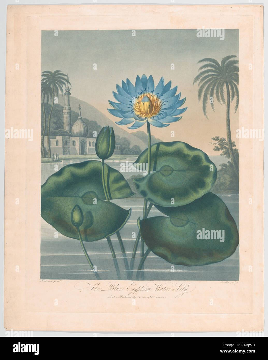 Il blu egiziano giglio d'acqua, da "Il tempio di Flora, o nel giardino della natura". Artista: dopo Peter Charles Henderson (British, active 1791-1829). Dimensioni: Immagine: 17 1/8 x 14 in. (43,5 x 35,6 cm) Piastra: 20 1/2 × 19 5/8 in. (52 × 49,8 cm) foglio: 22 7/16 × 17 13/16 in. (57 × 45,2 cm). Incisore: Giuseppe Costantino Stadler (tedesco, attivo a Londra, 1780-1822). Editore: Robert John Thornton (British, 1768-1837). Data: 11 settembre 1804. Museo: Metropolitan Museum of Art di New York, Stati Uniti d'America. Foto Stock