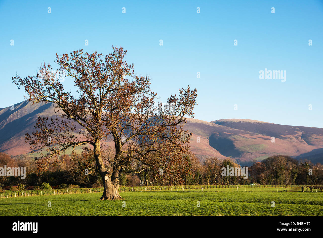 Lone Tree nella campagna Cumbria Inghilterra REGNO UNITO Foto Stock