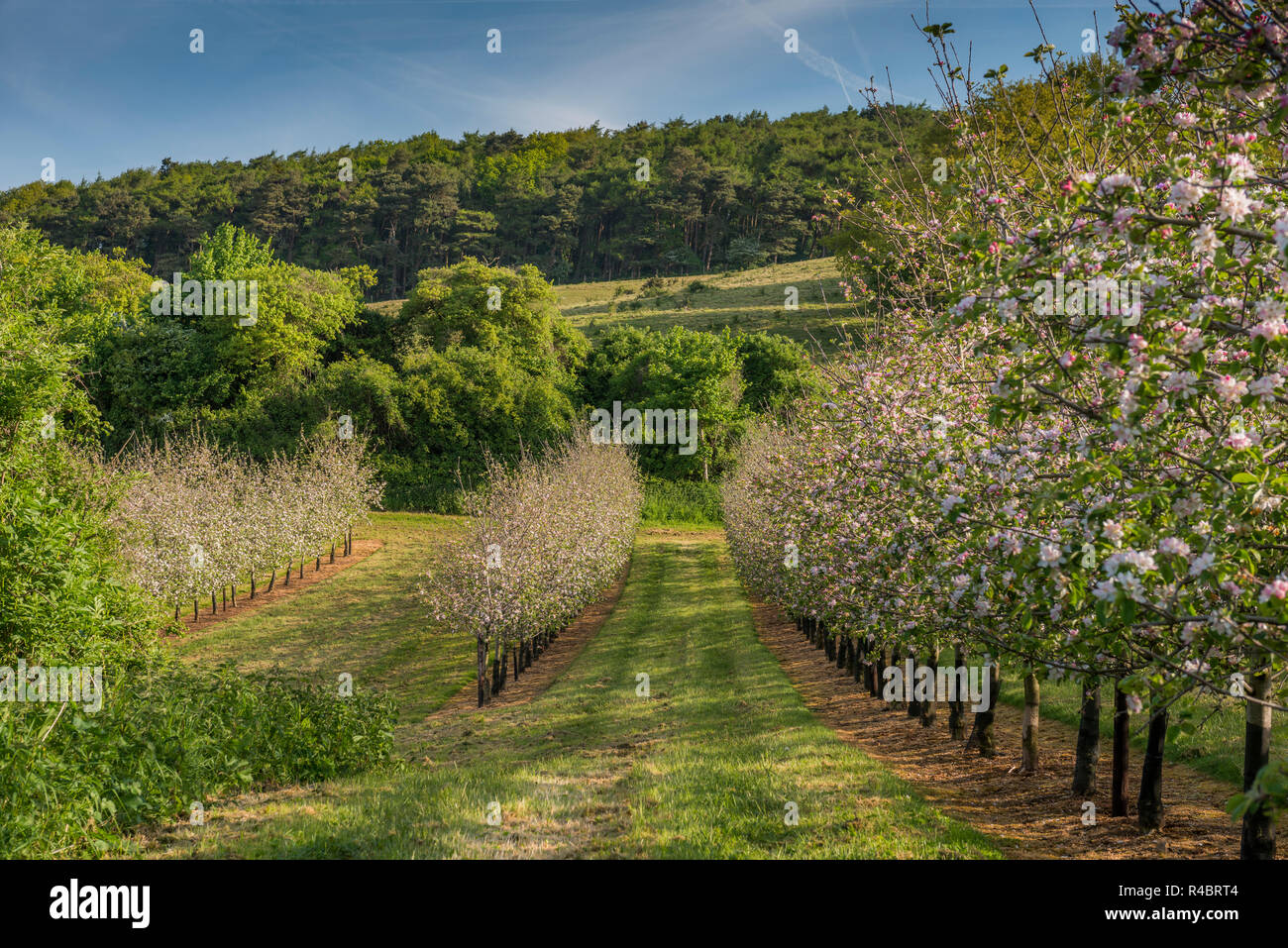 Apple Blossom in Thatchers sidro Orchard a Sandford, 2 maggio, 2018 Foto Stock
