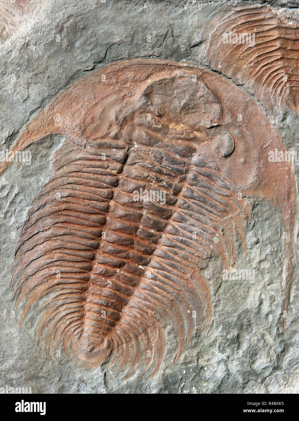 Fossile di un trilobiti dall'inizio periodo ordovician Foto Stock