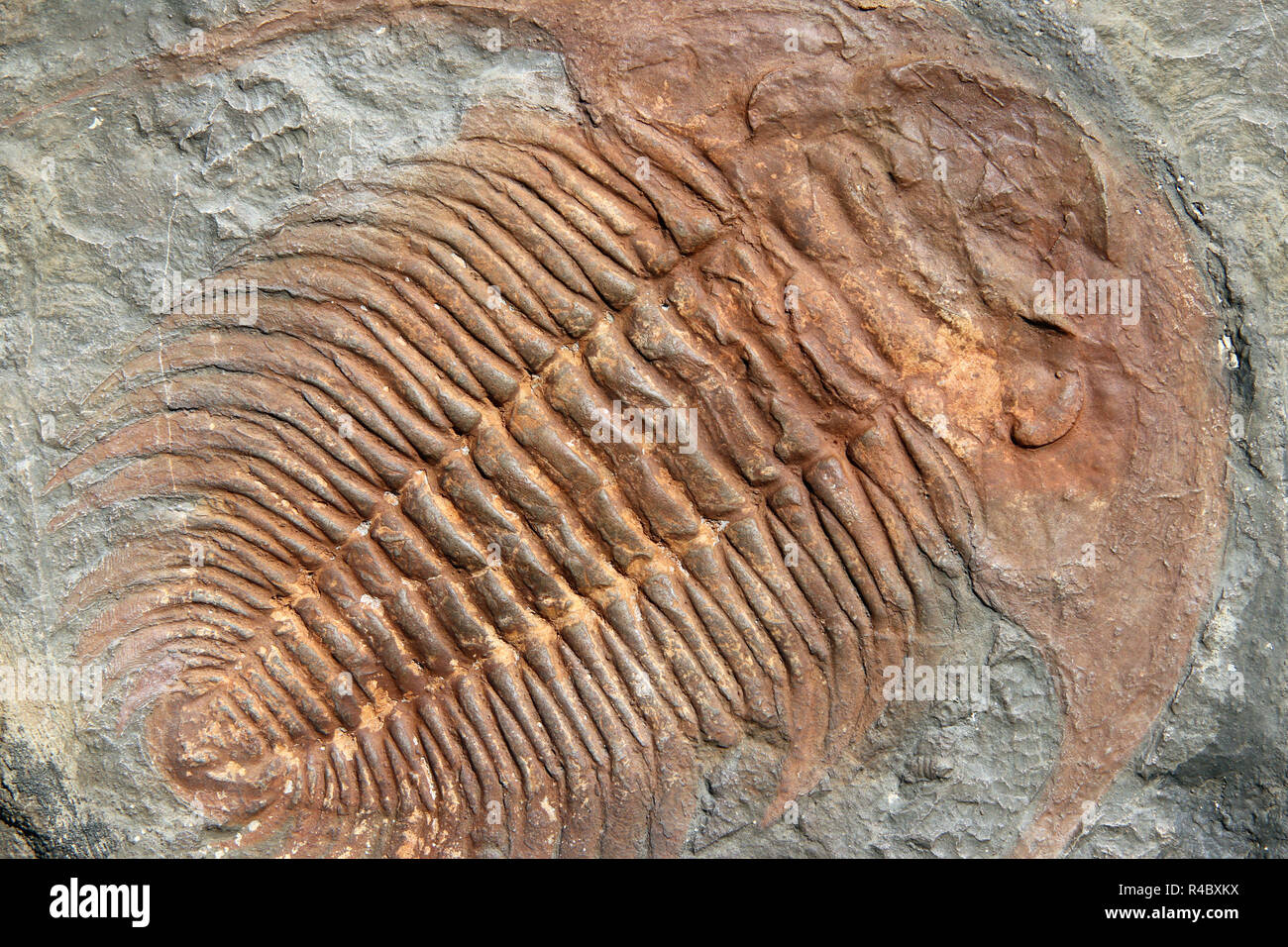 Fossile di un trilobiti dall'inizio periodo ordovician Foto Stock