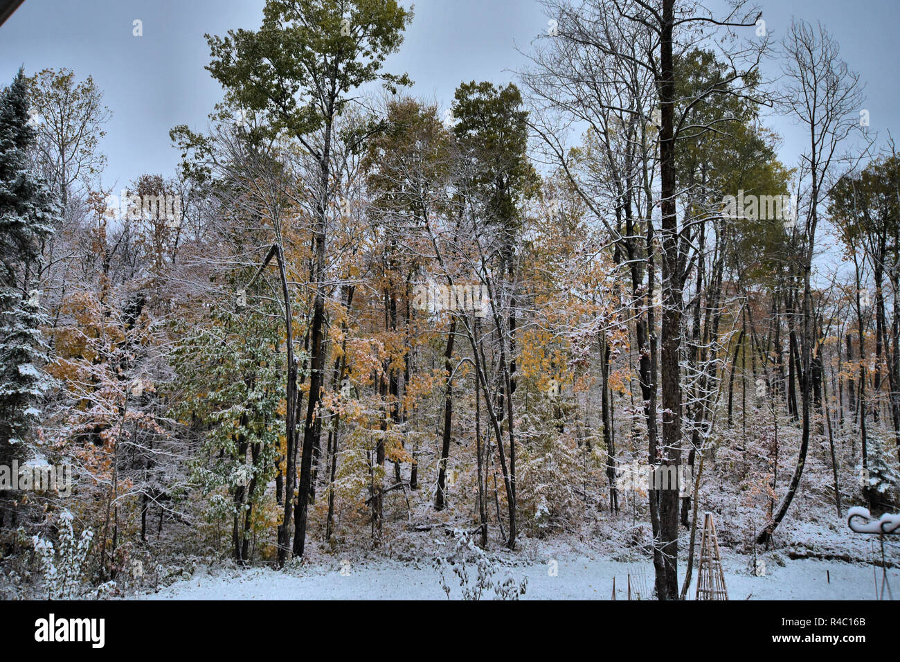 Neve boschi scena Foto Stock