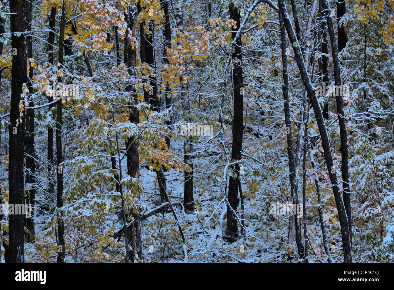 Neve boschi scena Foto Stock