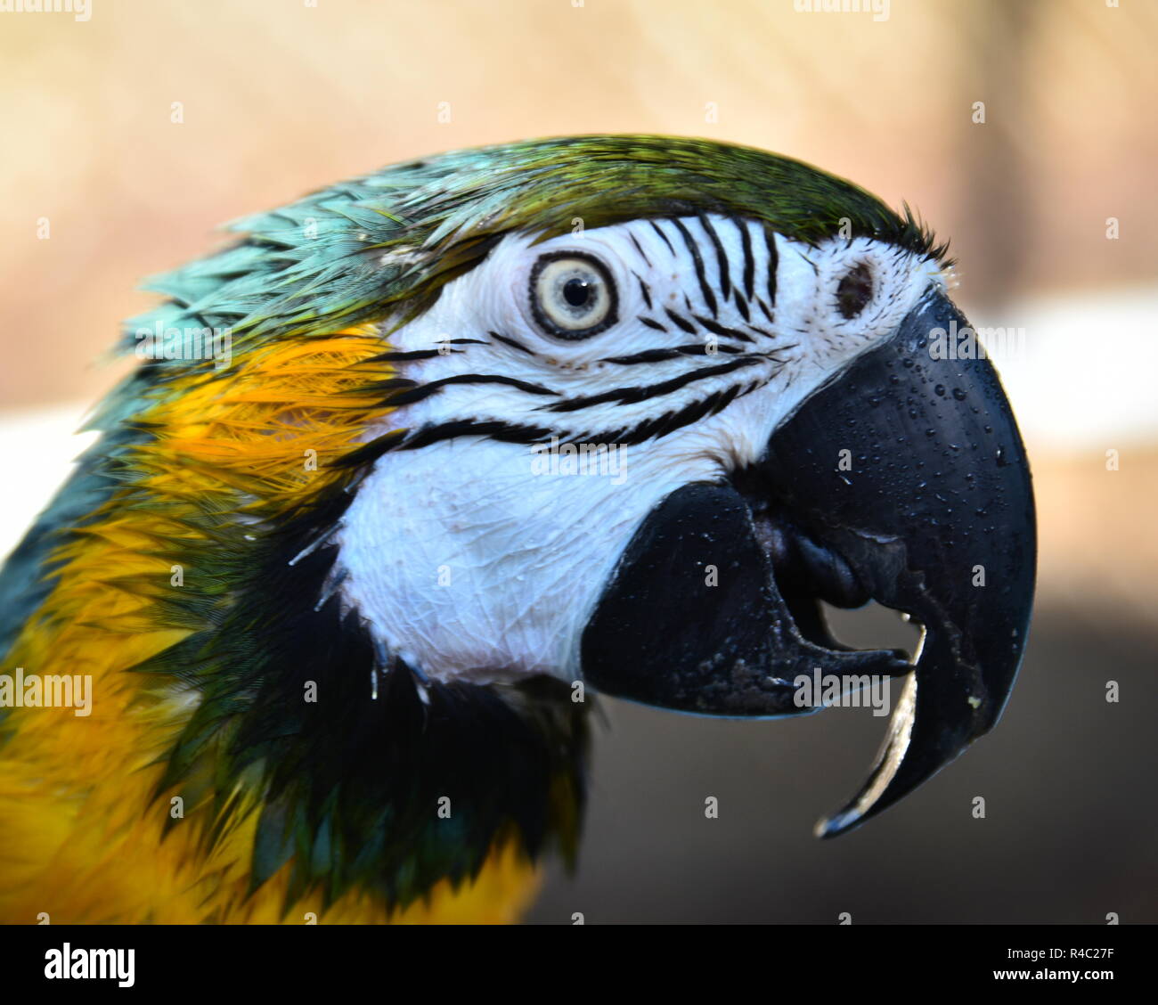 Tonka la Macaw Foto Stock