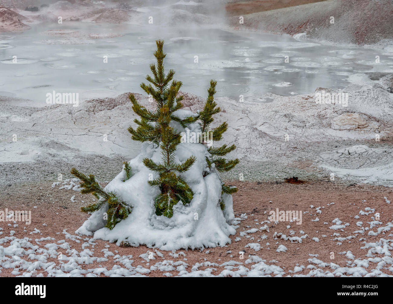 Albero di pino che cresce in primavera calda Yellowstone Foto Stock