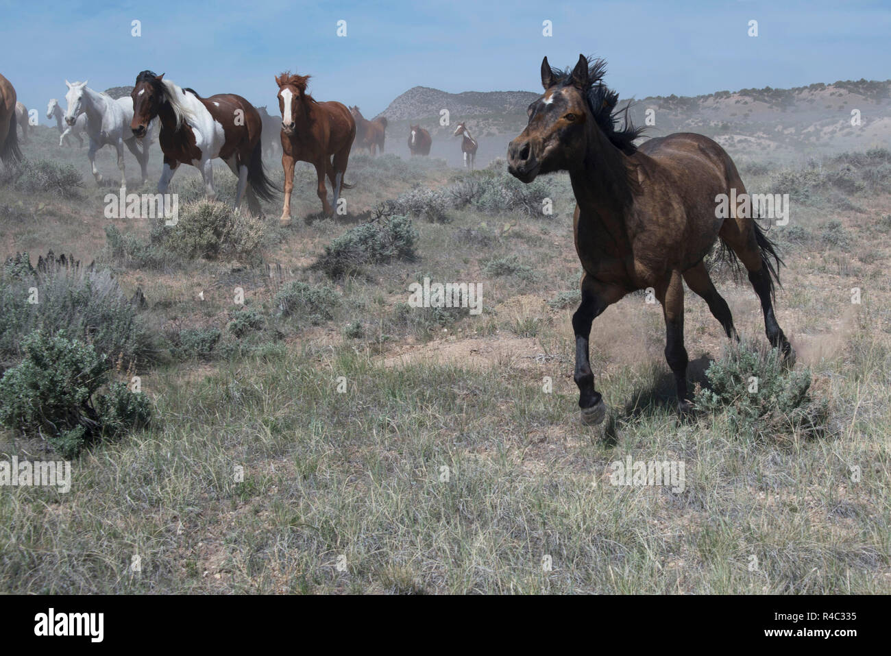 Grintosa black horse running al galoppo davanti al Wild Horse armento sulla prateria sagebrush Foto Stock