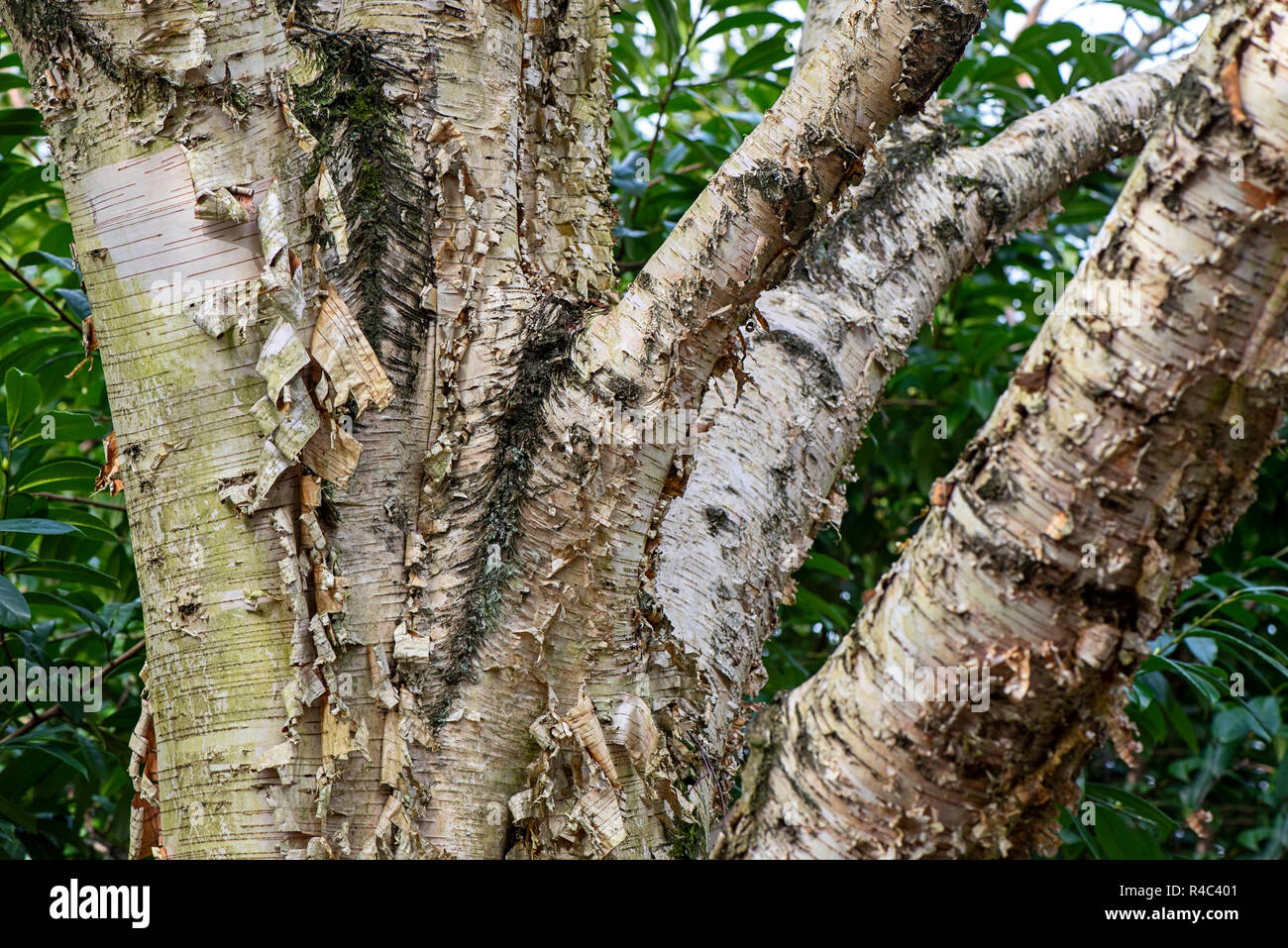 Close-up, macro immagine della bella corteccia del tronco e dei rami del albero Betula noto anche come la betulla Foto Stock