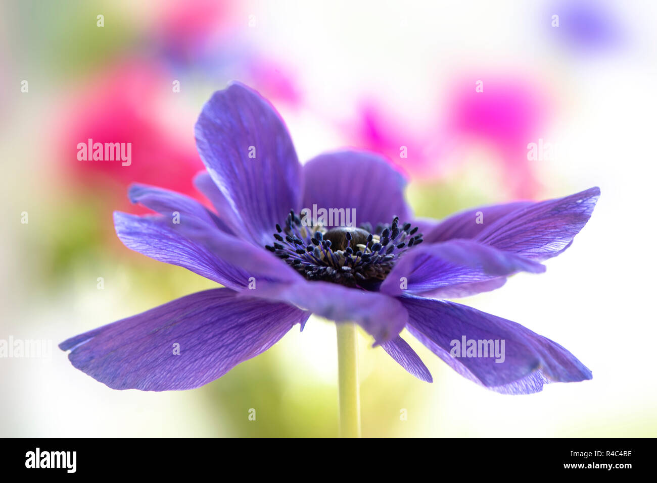 Close-up immagine del bellissimo anemone de Caen viola fiore di primavera noto anche come Windflower, anemone coronaria o di papavero Anemone Foto Stock