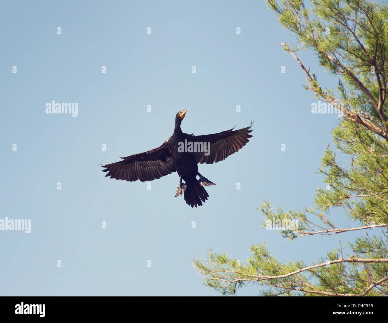 Doppio di cormorani crestato Foto Stock