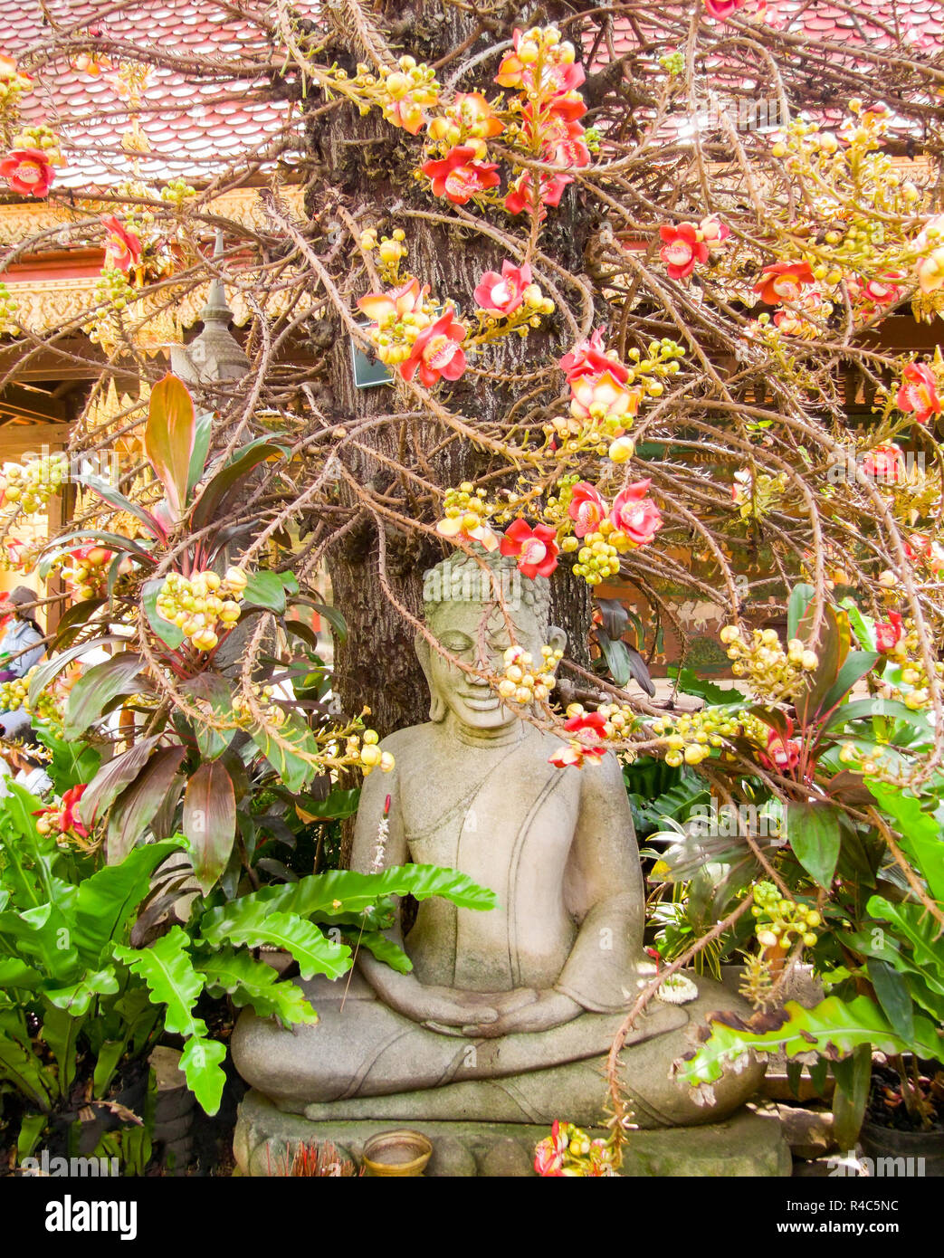 Pentacme siamensis e il buddha Foto Stock