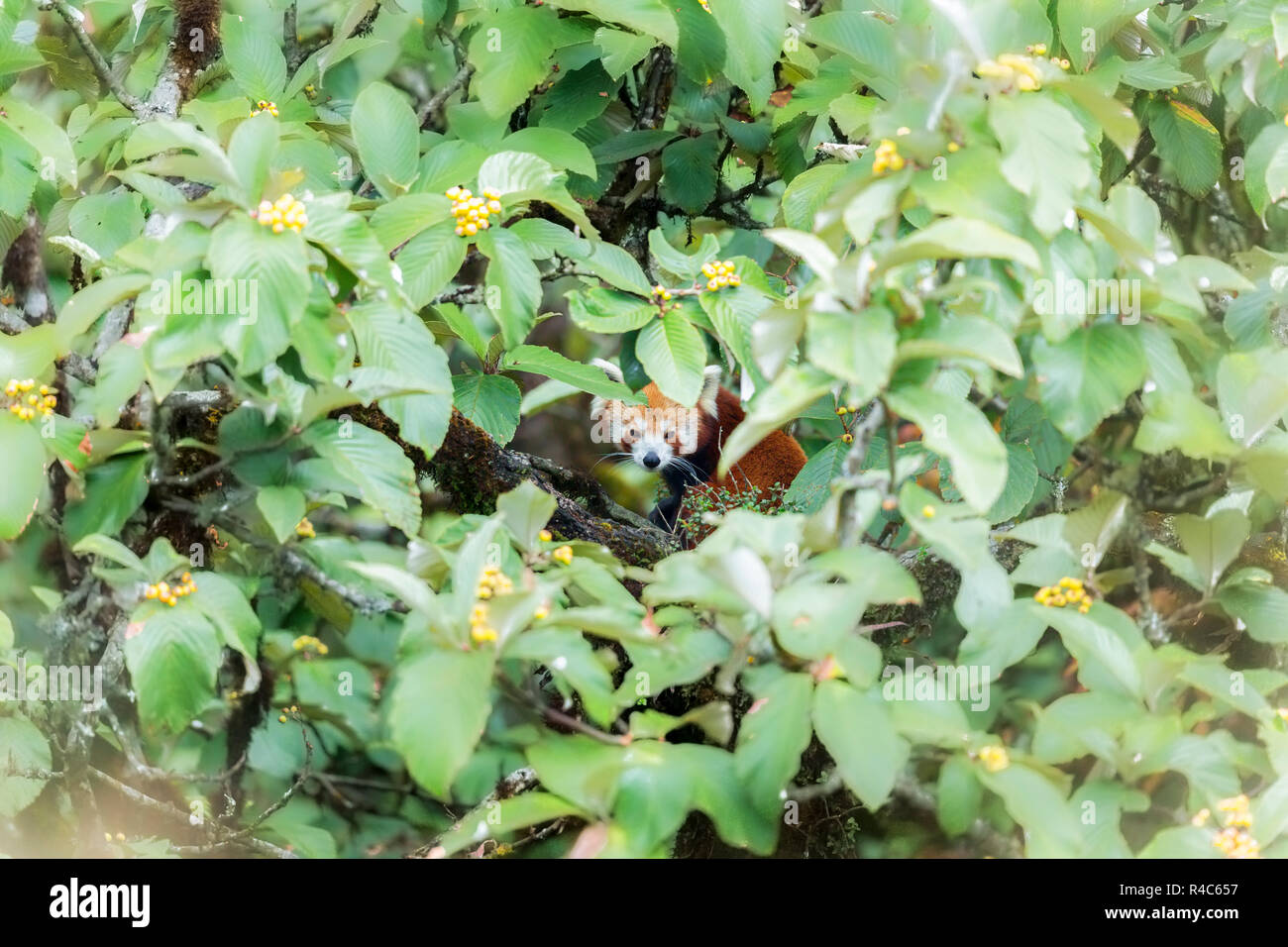 In via di estinzione panda rosso o Ailurus fulgens nel selvaggio a Singalila Parco Nazionale nella regione Indo-Nepal Foto Stock