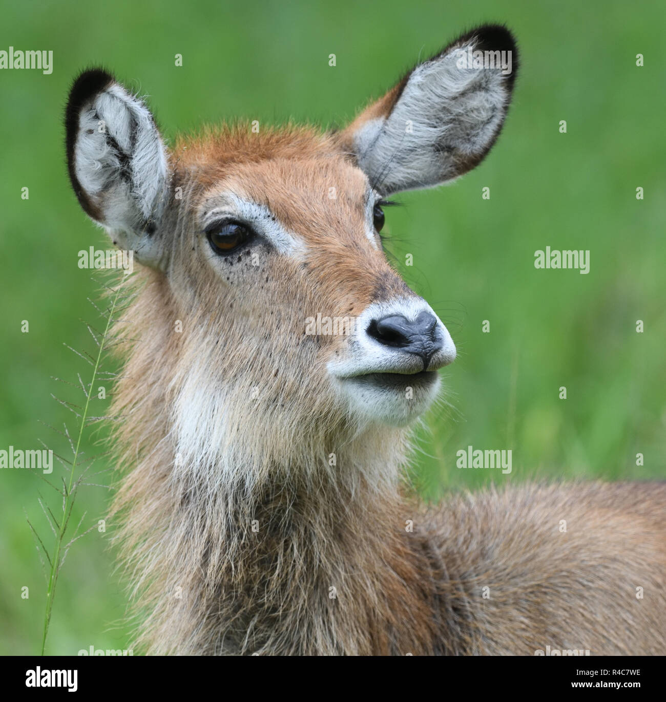 Femmina East African defassa waterbuck (Kobus ellipsiprymnus defassa). Queen Elizabeth National Park, Uganda. Foto Stock