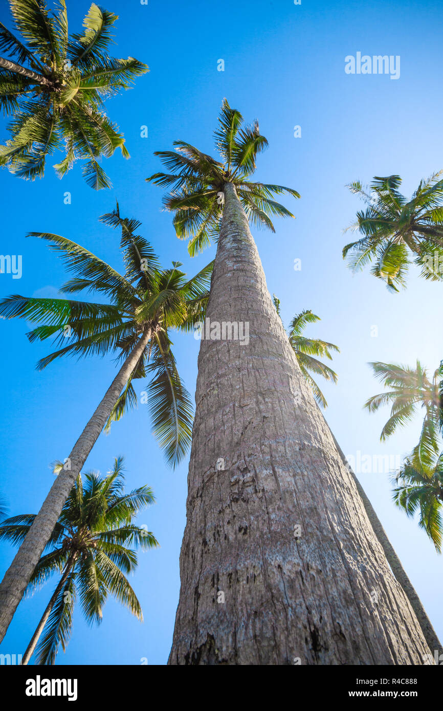 Belle palme nel cielo blu. Palme di cocco. Palm tree vista prospettica dal pavimento in alto Foto Stock