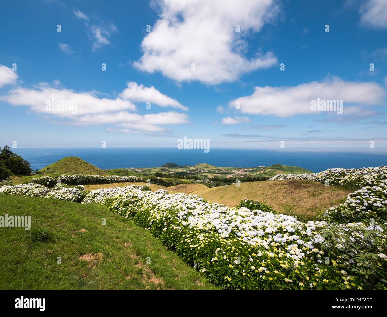 Le Ortensie in Sao Miguel, Azzorre, Portogallo davanti al mare Foto Stock