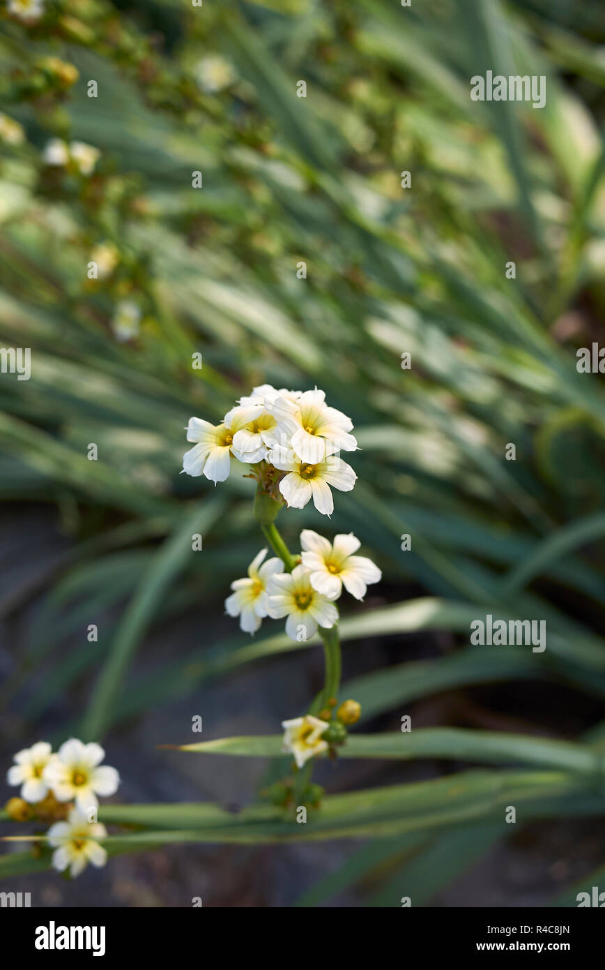 Sisyrinchium striatum impianto Foto Stock
