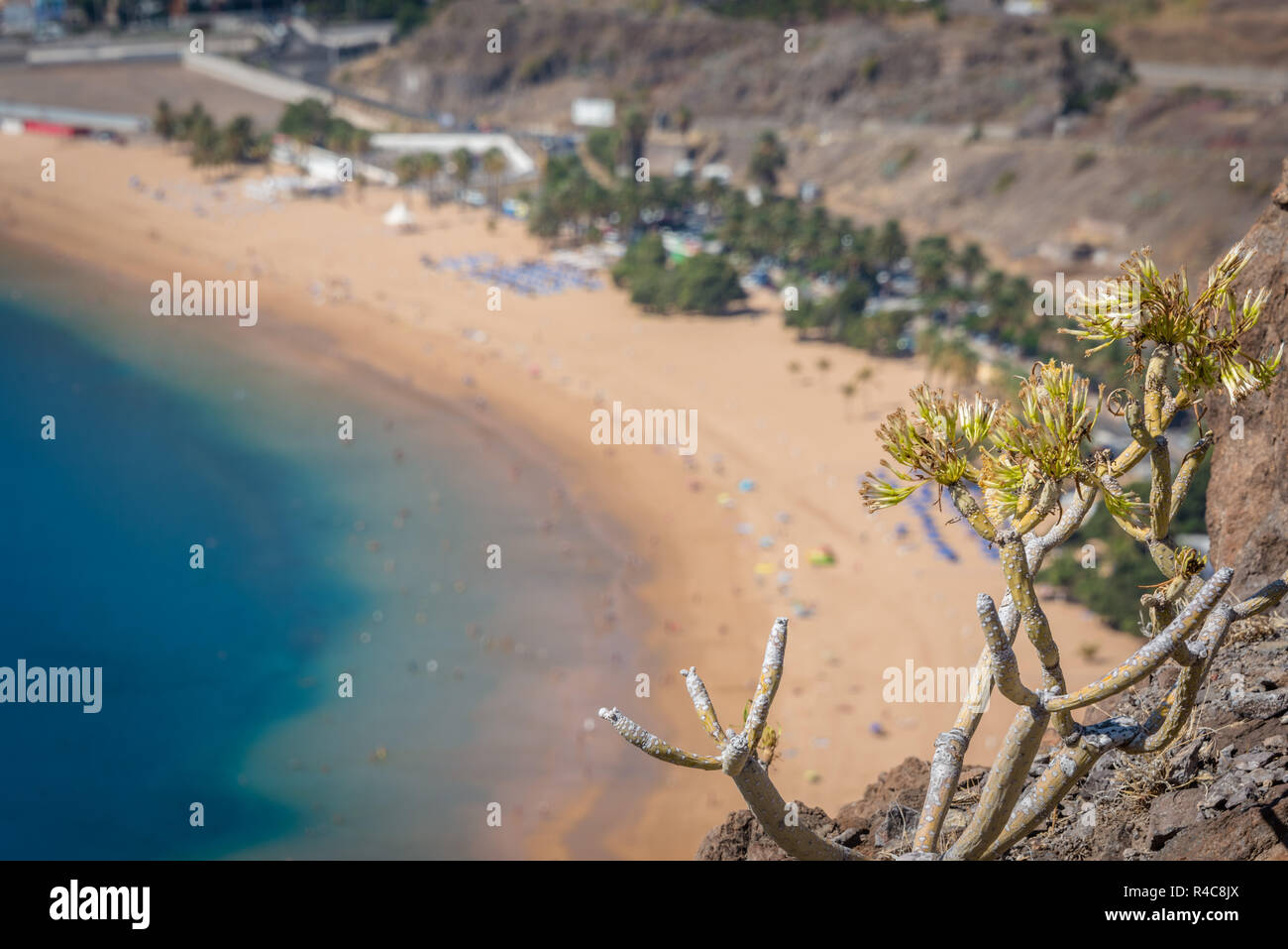 La messa a fuoco a Palm tree con Teresitas Beach e San Andres, Isole Canarie, Spagna Foto Stock