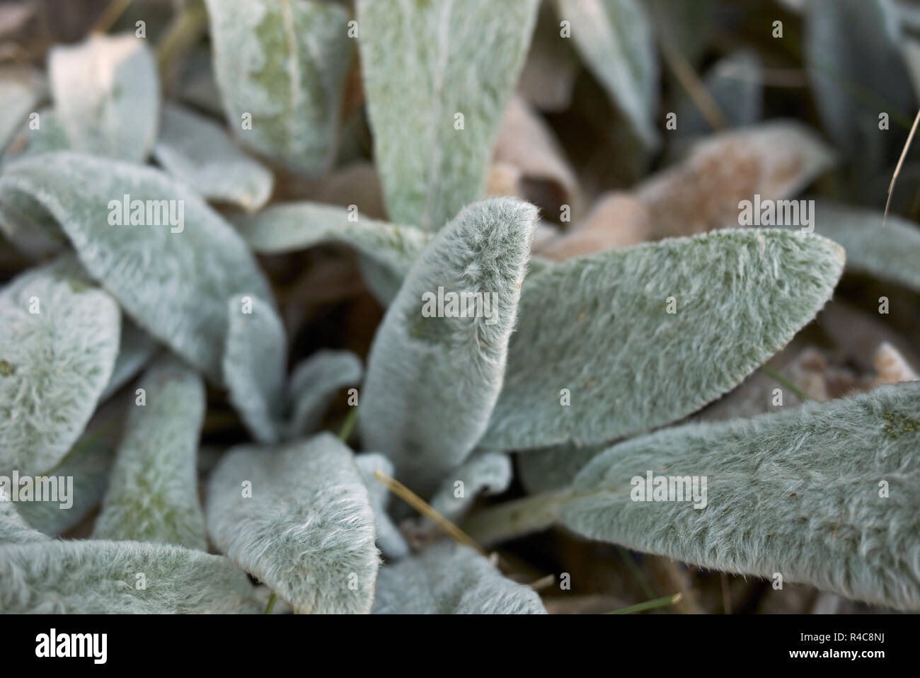 Stachys byzantina lascia chiudere fino Foto Stock